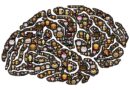 brain and diet