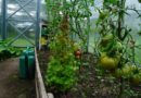 sustainable living