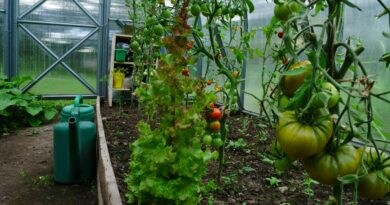sustainable living