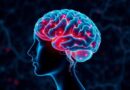 neuroplasticity brain