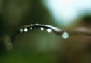 The Connection Between Smell and Memory: petrichor, smell of rain