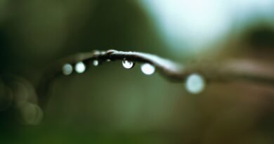 The Connection Between Smell and Memory: petrichor, smell of rain