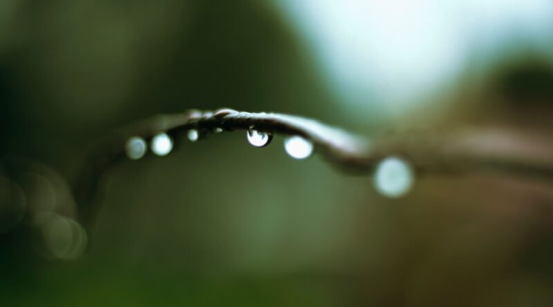 The Connection Between Smell and Memory: petrichor, smell of rain